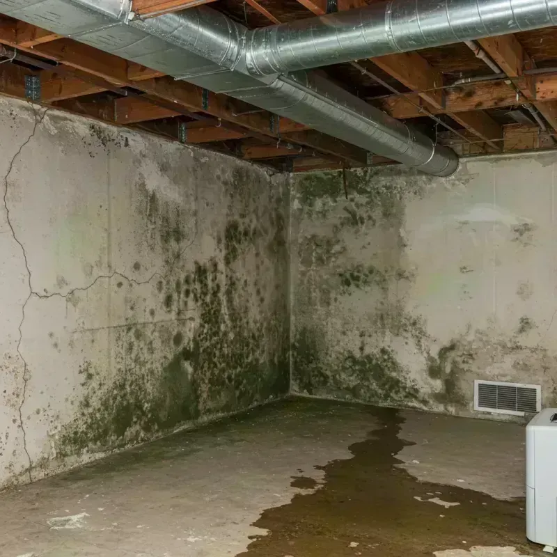 Professional Mold Removal in Trenton, MO